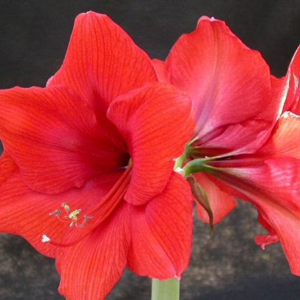 Meet your Posher, Julie